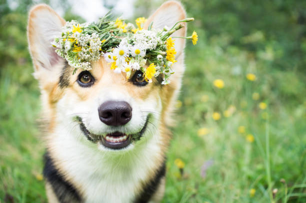 un perro de la raza de gales corgi pembroke en una caminata en el bosque de verano. un perro en una corona de flores. - friendship park flower outdoors fotografías e imágenes de stock