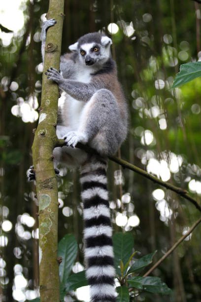 istock Monkeys are busy with their chores, Singapore 840919070