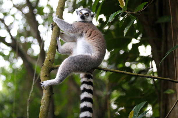 istock Monkeys are busy with their chores, Singapore 840919072