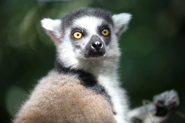 istock Monkeys are busy with their chores, Singapore 840919104