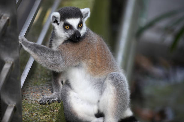 istock Monkeys are busy with their chores, Singapore 840919108