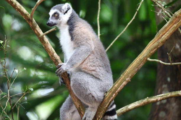 istock Monkeys are busy with their chores, Singapore 840919114