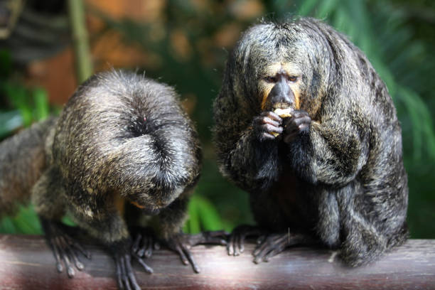 istock Monkeys are busy with their chores, Singapore 840919126