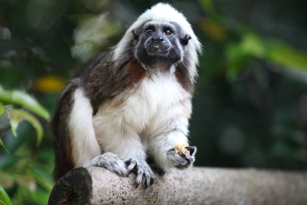 istock Monkeys are busy with their chores, Singapore 840919164