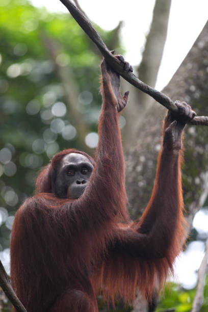 istock Monkeys are busy with their chores, Singapore 840919190