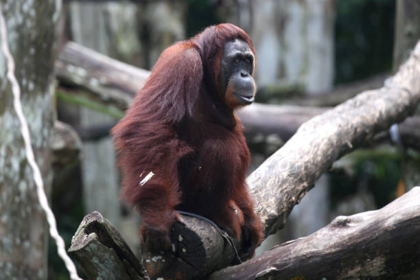 istock Monkeys are busy with their chores, Singapore 840919214