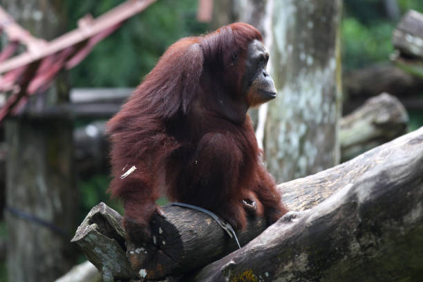 istock Monkeys are busy with their chores, Singapore 840919220