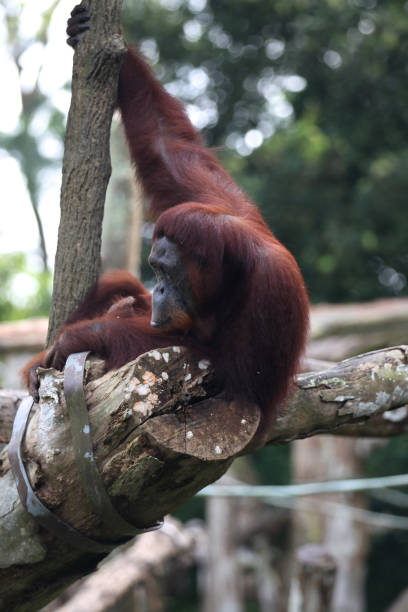istock Monkeys are busy with their chores, Singapore 840919222