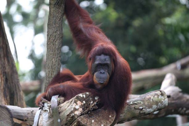 istock Monkeys are busy with their chores, Singapore 840919224