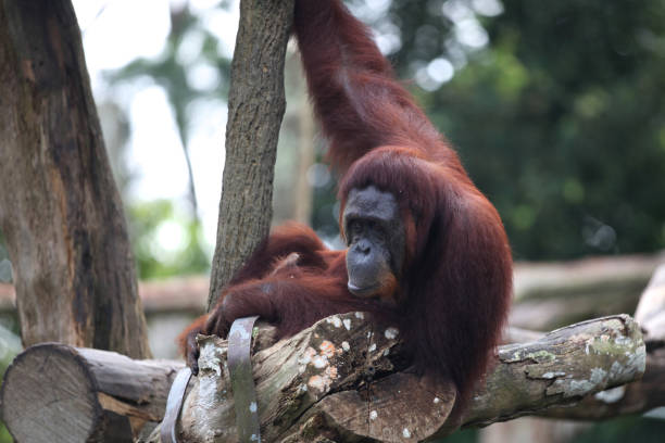 istock Monkeys are busy with their chores, Singapore 840919244