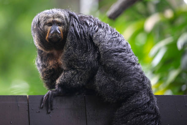 istock Monkeys are busy with their chores, Singapore 840919388
