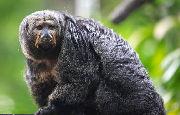 istock Monkeys are busy with their chores, Singapore 840919390