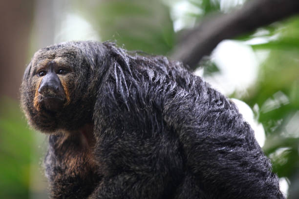 istock Monkeys are busy with their chores, Singapore 840919420