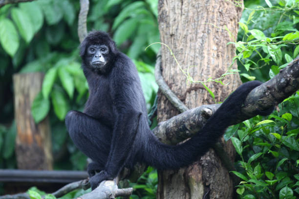 istock Monkeys are busy with their chores, Singapore 840919422