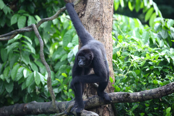 istock Monkeys are busy with their chores, Singapore 840919448