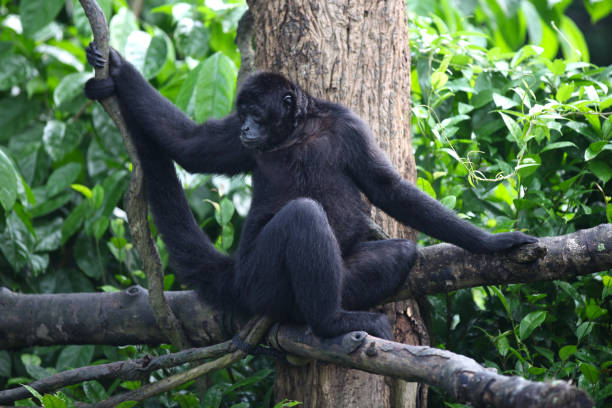 istock Monkeys are busy with their chores, Singapore 840919458
