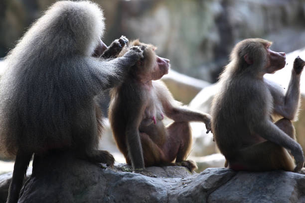 istock Monkeys are busy with their chores, Singapore 840919616