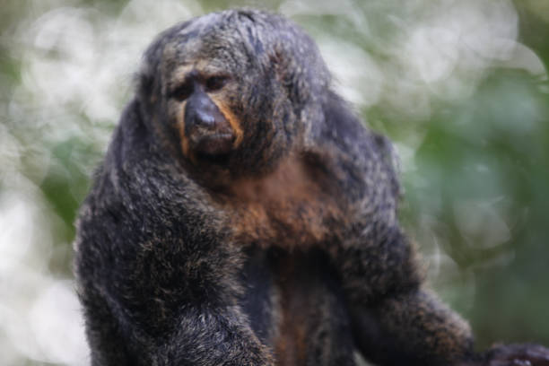 istock Monkeys are busy with their chores, Singapore 840919620