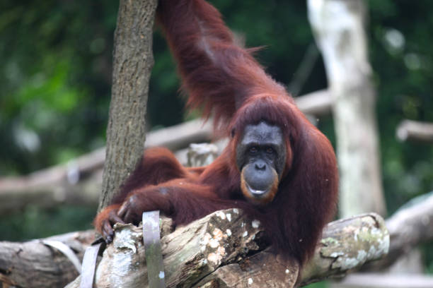 istock Monkeys are busy with their chores, Singapore 840919784