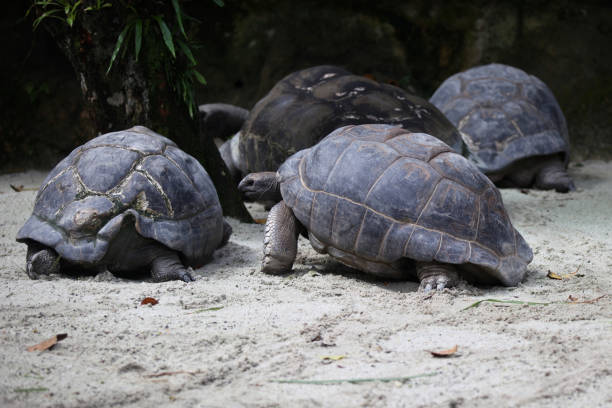 istock Turtles go about their business, Singapore 840919786