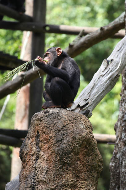 istock Monkeys are busy with their chores, Singapore 840919810