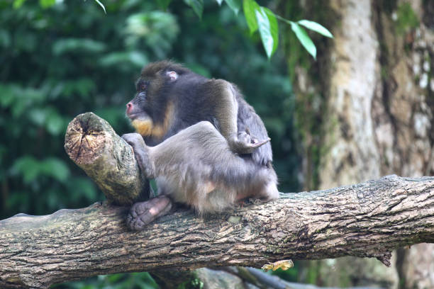 istock Monkeys are busy with their chores, Singapore 840919814