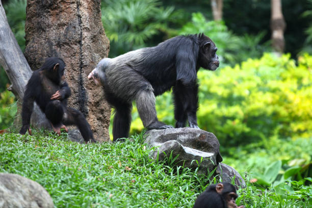 istock Monkeys are busy with their chores, Singapore 840919838