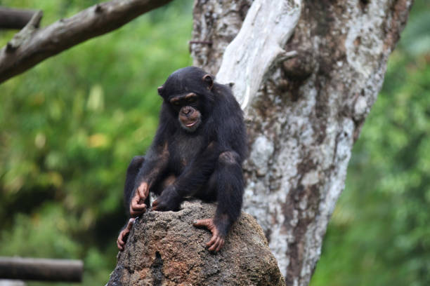 istock Monkeys are busy with their chores, Singapore 840919844