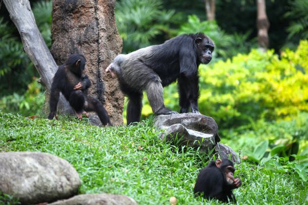istock Monkeys are busy with their chores, Singapore 840919862