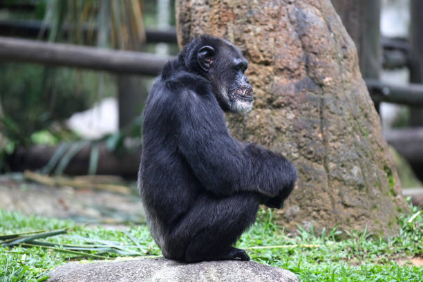 istock Monkeys are busy with their chores, Singapore 840919874