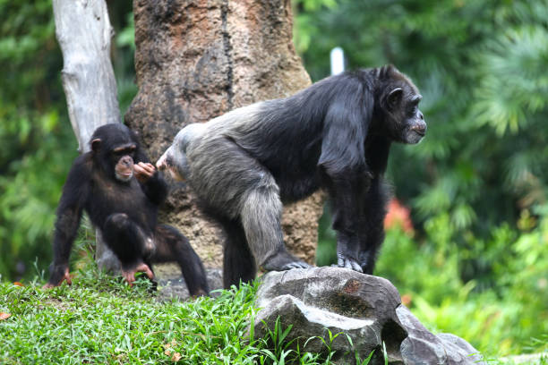 istock Monkeys are busy with their chores, Singapore 840919880