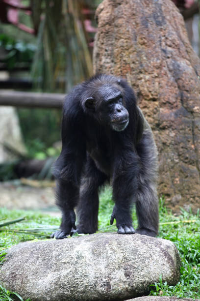istock Monkeys are busy with their chores, Singapore 840919884