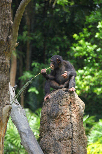 istock Monkeys are busy with their chores, Singapore 840919904