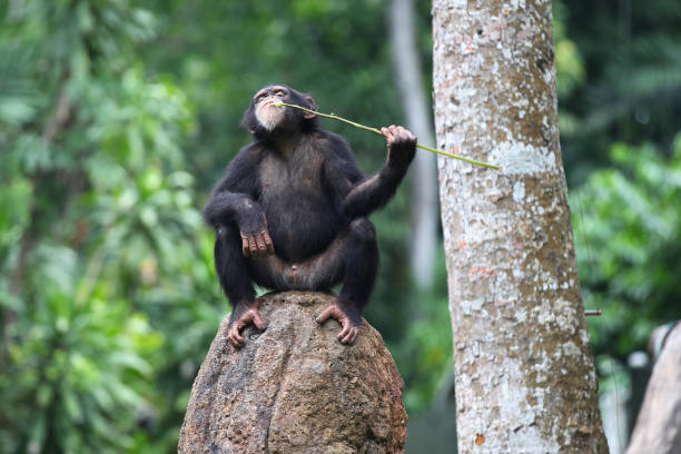 istock Monkeys are busy with their chores, Singapore 840919906