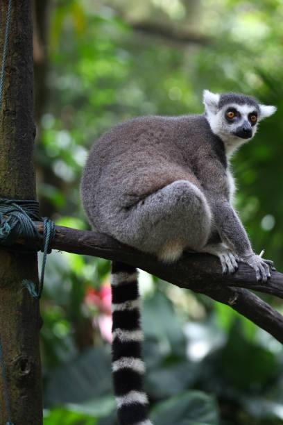 istock Monkeys are busy with their chores, Singapore 840919968