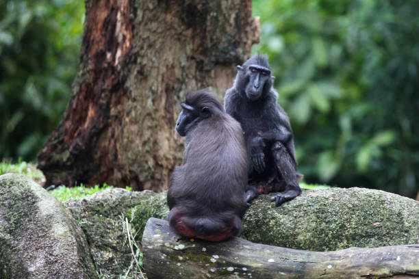 istock Monkeys are busy with their chores, Singapore 840919978