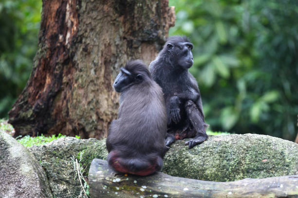 istock Monkeys are busy with their chores, Singapore 840920004