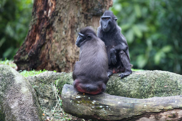 istock Monkeys are busy with their chores, Singapore 840920044