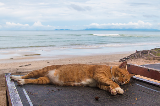 a cat sleep resting on a sun lounger on the beach