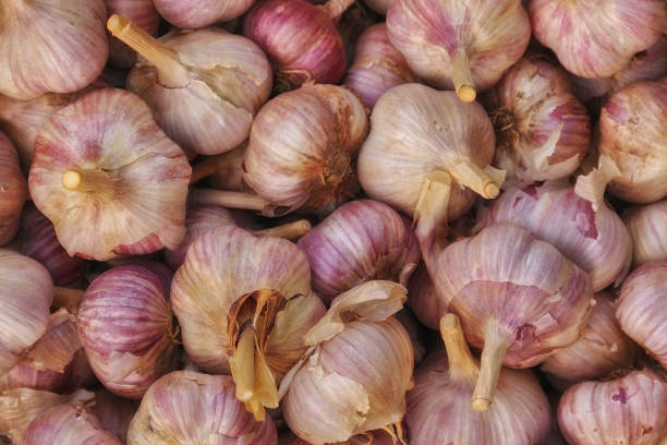 istock Harvest of garlic. Growing vegetables 840920736