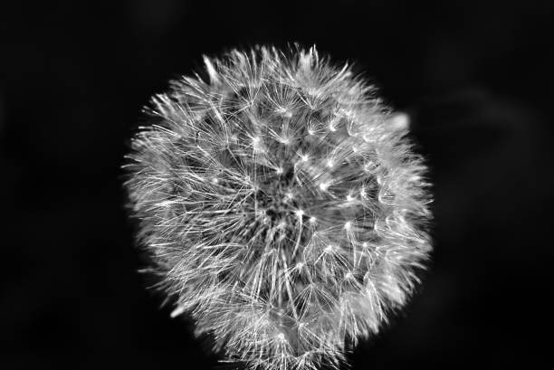 istock Detail of dandelion 840923188