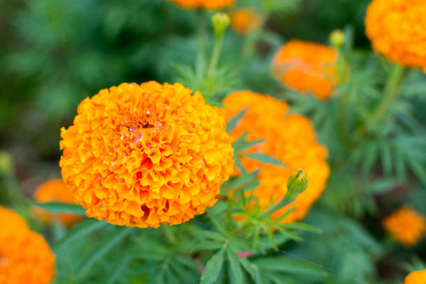 istock Marigold flowers in garden 840923598