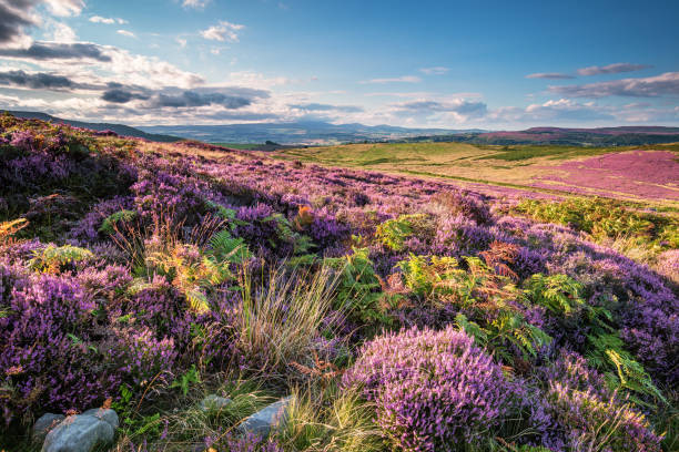 istock Heather and Bracken on Simonside Hills 840923768