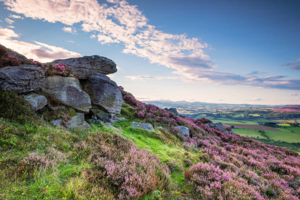 istock Crags and Heather on Simonside Hills 840923778