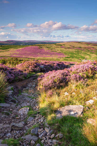 istock Footpath to Simonside Hills portrait 840923832