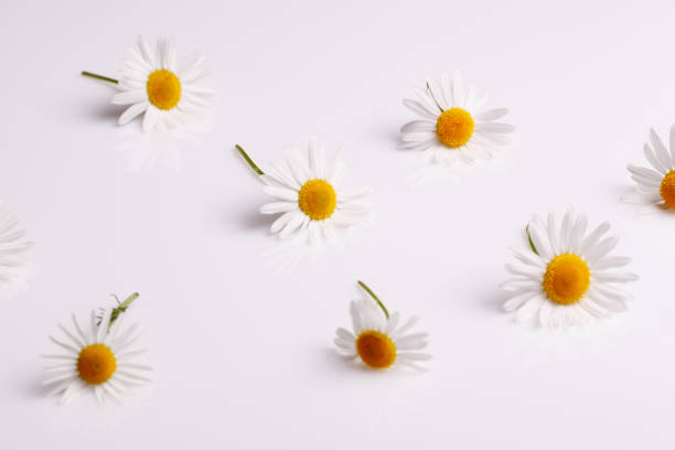 istock Chamomile essential oil on a white acrylic background 840924200
