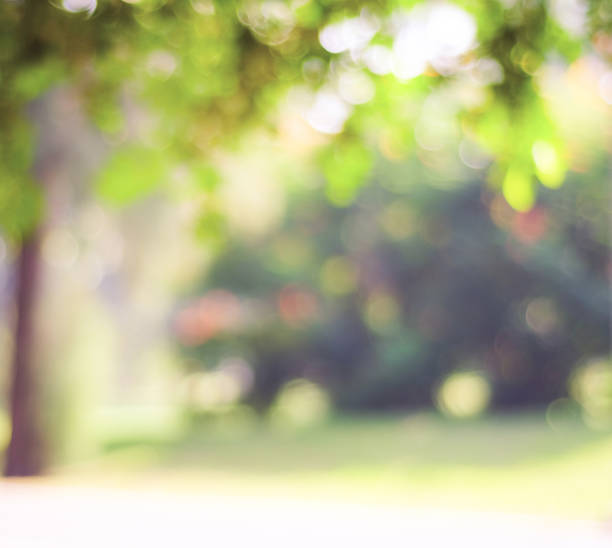 istock Blur park with bokeh light background, nature, garden, golden light, twilight 840926832