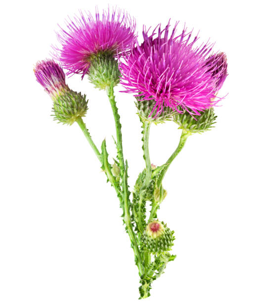 lila blume des blütenstandsboden mit grünen knospe. - flower purple macro bud stock-fotos und bilder