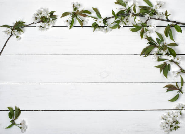 istock Spring flowers. Branches of a flowering cherry on a white table. 840928216