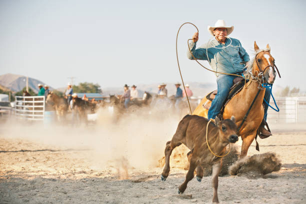 im wettbewerb mit kalb roping am morgen rodeo cowboy - rodeo cowboy motion horse stock-fotos und bilder